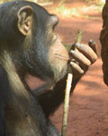 chimpanzee hammering