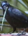 crow using tool
