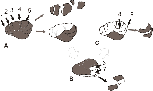 The refitting group core stone 2 was knapped into nine flakes. This happened in three stages. (A) five flakes, 1, 2, 3, 4 and 5 were knapped. (B) The knapper reshaped the core by removing a protrusion on the other side of the stone, ( 6 and 7 flakes) so creating an edge that was used (C) to make two more knaps, 8 and 9 (Delagnesa and Roche 2005)