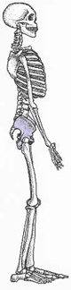 upright human skeleton