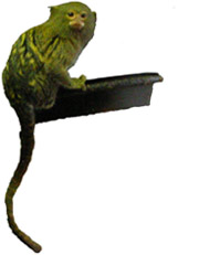 Callithrix pygmaea
