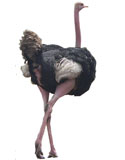 Casuarius casuarius