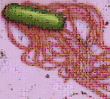 Salmonella