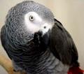 alex [parrot