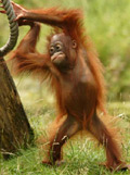 orangutan