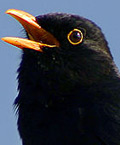 bird singing
