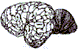 elephant brain