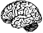 human brain