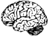 human brain