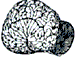 pilot whale brain